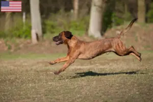Lees meer over het artikel Hannoverscher Schweißhund fokkers en pups in de VS