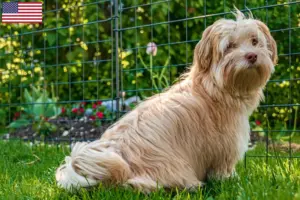 Lees meer over het artikel Havanezer fokkers en pups in de VS