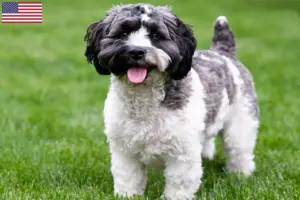 Lees meer over het artikel Havapoo fokkers en puppy’s in de VS
