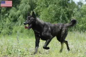 Lees meer over het artikel Hollandse Herdershond fokkers en pups in de VS