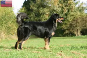 Lees meer over het artikel Hovawart fokkers en pups in de VS