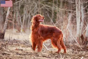 Lees meer over het artikel Ierse Rode Setter fokkers en puppy’s in de VS