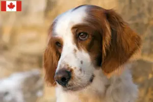 Lees meer over het artikel Ierse rood-witte Setter Fokkers en Puppies in Canada