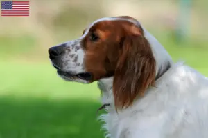Lees meer over het artikel Ierse rood-witte Setter fokkers en puppy’s in de VS