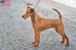 Lees meer over het artikel Ierse Terrier fokkers en puppy’s in de VS