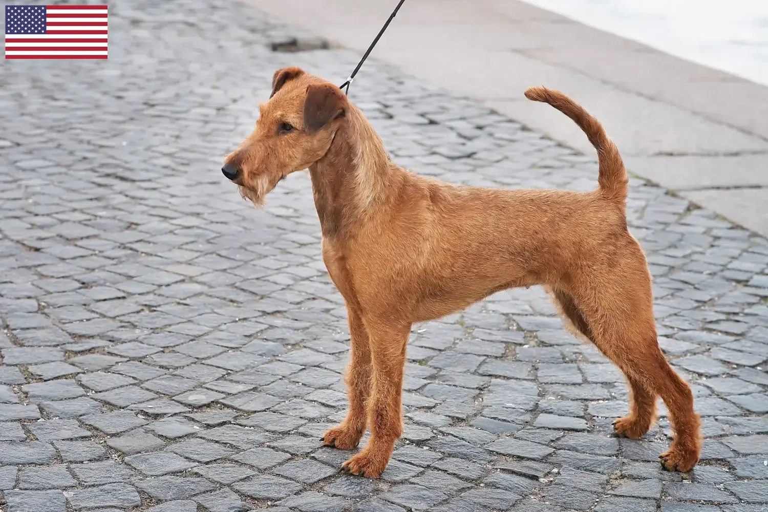 Ierse Terrier puppy's en fokkers USA Vind hier Ierse Terriër fokkers in de VS.