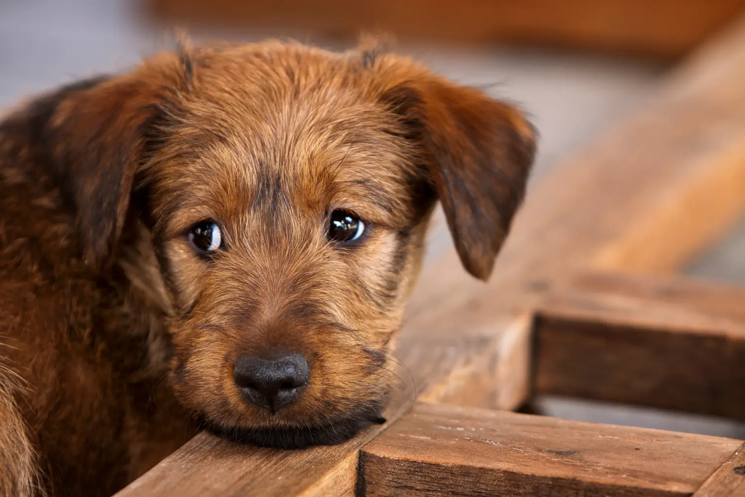 Een Ierse Terrier puppy kopen betekent verantwoordelijkheid nemen! Ierse Terrier puppy's kopen.