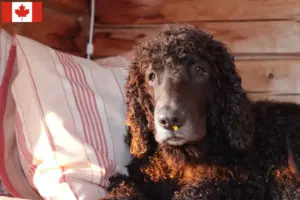 Lees meer over het artikel Ierse Water Spaniel fokkers en pups in Canada