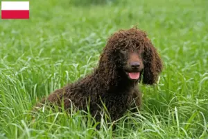 Lees meer over het artikel Ierse Water Spaniel fokkers en pups in Polen