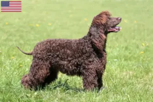 Lees meer over het artikel Ierse Water Spaniel fokkers en pups in de VS