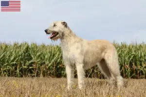 Lees meer over het artikel Ierse wolfshondenfokkers en puppy’s in de VS