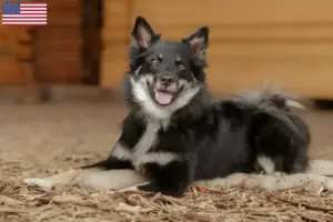 Lees meer over het artikel Fokkers en puppy’s van IJslandse honden in de VS