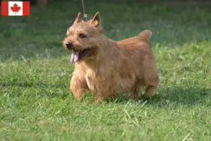 Lees meer over het artikel Irish Glen of Imaal Terrier Fokkers en Puppies in Canada