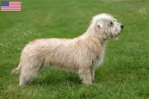 Lees meer over het artikel Irish Glen of Imaal Terrier Fokkers en Puppies in de Verenigde Staten