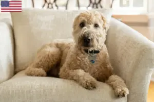 Lees meer over het artikel Ierse Soft Coated Wheaten Terrier Fokkers en Puppies in de Verenigde Staten