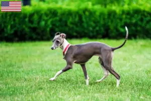 Lees meer over het artikel Italiaanse windgong fokkers en puppies in de VS