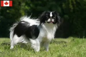 Lees meer over het artikel Japan Chin fokkers en puppy’s in Canada