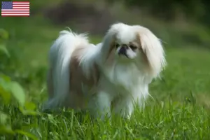 Lees meer over het artikel Japan Chin fokkers en puppy’s in de VS