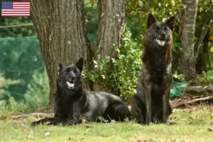 Lees meer over het artikel Kai fokkers en puppy’s in de VS