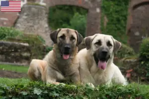 Lees meer over het artikel Kangal fokkers en puppy’s in de VS