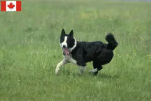 Lees meer over het artikel Karelische Beer Hondenfokkers en Puppies in Canada