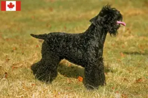 Lees meer over het artikel Kerry Blue Terrier fokkers en puppies in Canada