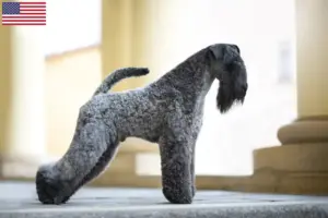 Lees meer over het artikel Kerry Blue Terrier fokkers en puppy’s in de VS