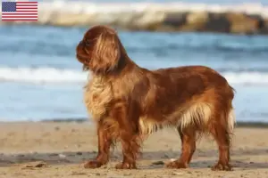Lees meer over het artikel King Charles Spaniel fokkers en pups in de VS