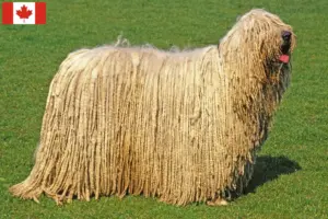 Lees meer over het artikel Komondor fokkers en pups in Canada