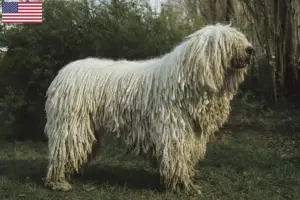 Lees meer over het artikel Komondor fokkers en puppy’s in de VS