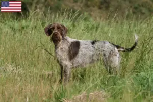 Lees meer over het artikel Korthals Griffon fokkers en pups in de Verenigde Staten