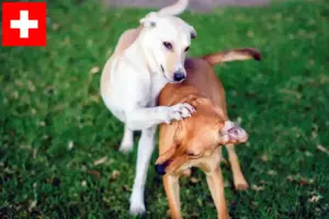 Lees meer over het artikel Kritikos Lagonikos fokkers en pups in Zwitserland