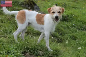 Lees meer over het artikel Kromfohrländer fokkers en pups in de VS