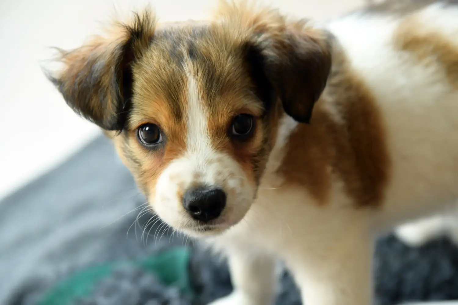Een Kromfohrländer puppy kopen betekent verantwoordelijkheid nemen! Kromfohrländer puppy's kopen.