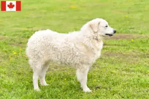 Lees meer over het artikel Kuvasz fokkers en pups in Canada