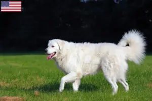 Lees meer over het artikel Kuvasz fokkers en pups in de VS