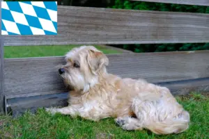 Lees meer over het artikel Kyi Leo fokkers en pups in Beieren