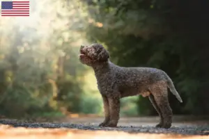 Lees meer over het artikel Lagotto Romagnolo fokkers en pups in de VS