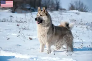 Lees meer over het artikel Laika fokkers en pups in de VS