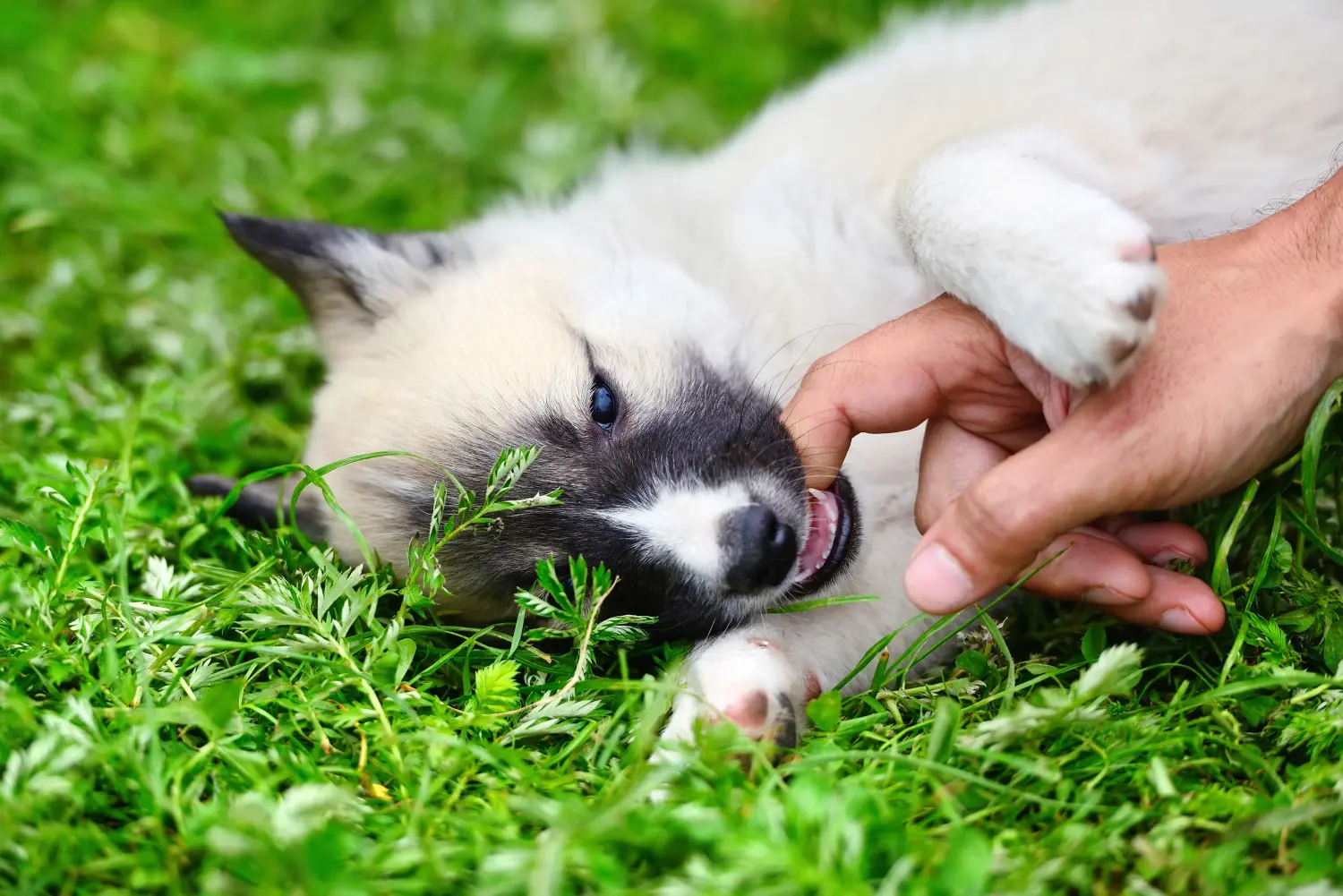 Een Laika puppy kopen betekent verantwoordelijkheid nemen! Laika puppy's kopen.