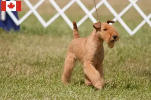 Lees meer over het artikel Lakeland Terrier fokkers en pups in Canada