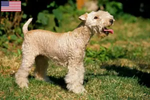Lees meer over het artikel Lakeland Terrier fokkers en pups in de VS