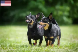 Lees meer over het artikel Lancashire Heeler fokkers en pups in de VS