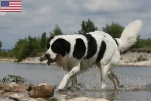 Lees meer over het artikel Landseer fokkers en pups in de VS