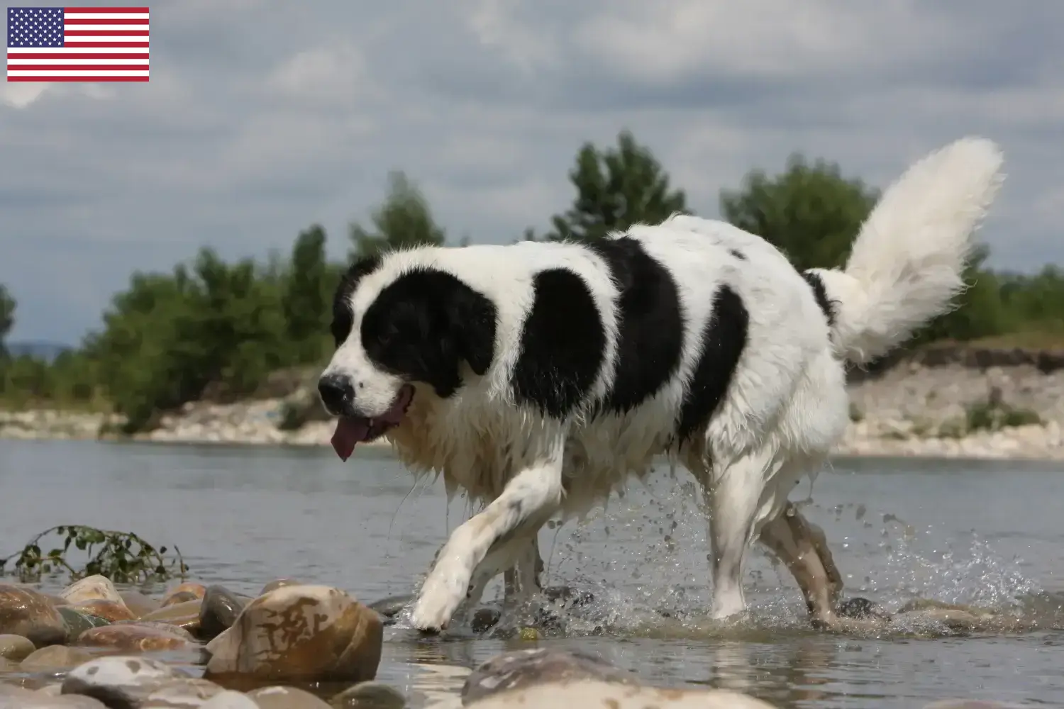 Lees meer over het artikel Landseer fokkers en pups in de VS