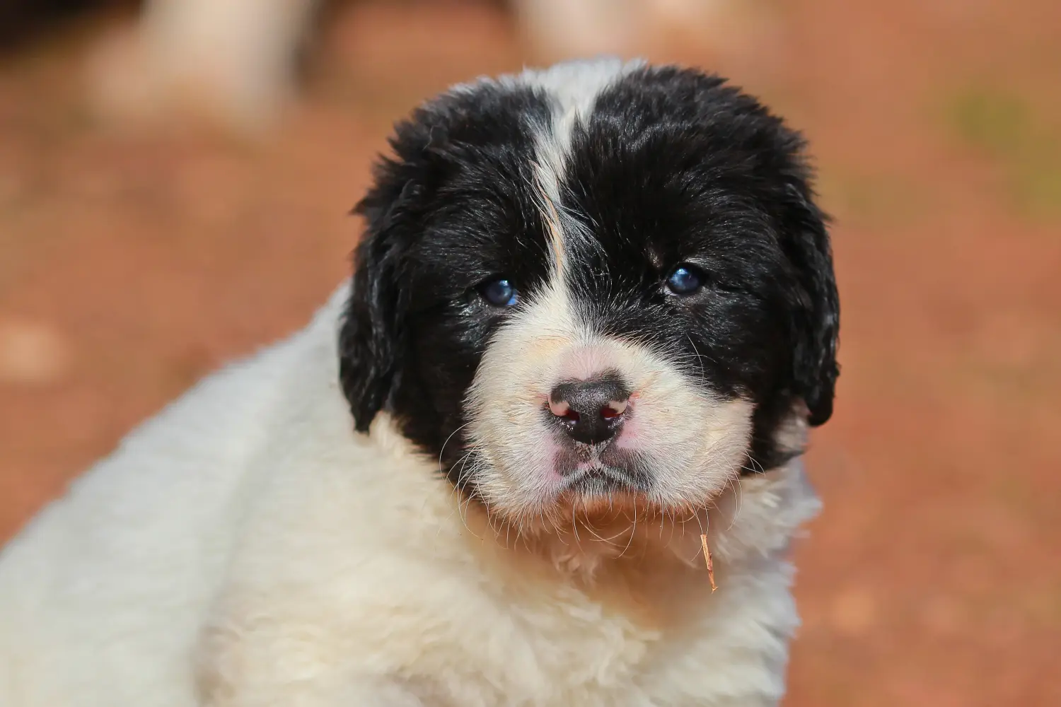 Een Landseer puppy kopen betekent verantwoordelijkheid nemen! Landseer puppy's kopen.