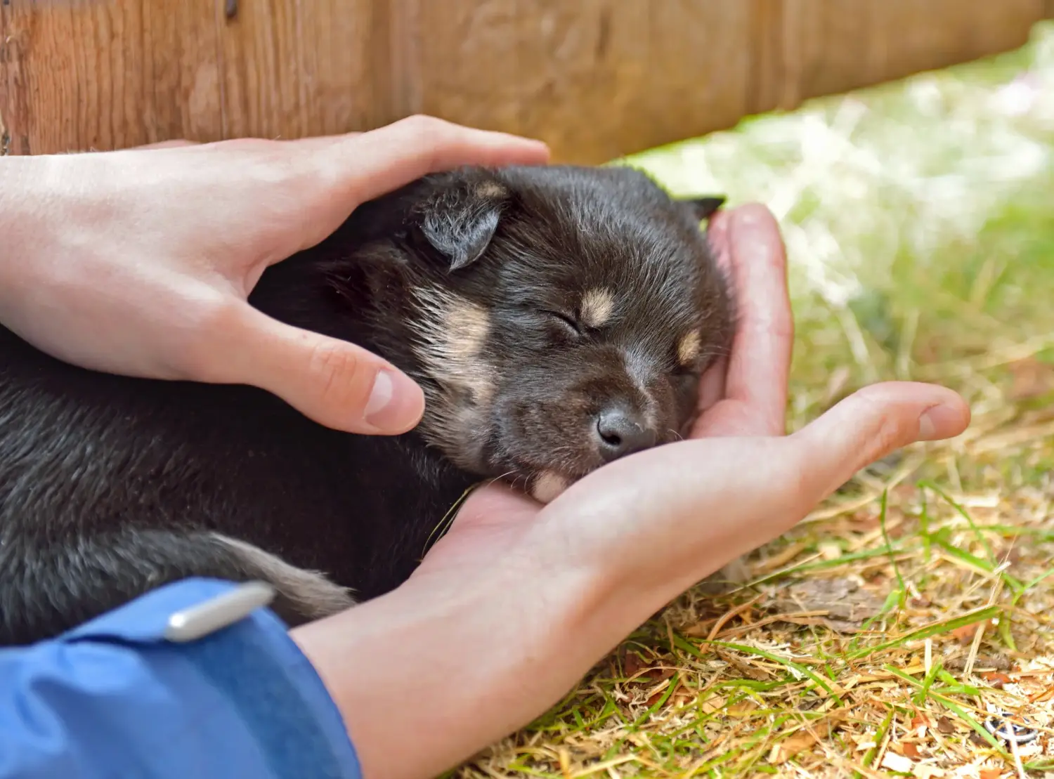 Een Lapse rendierhond puppy kopen betekent verantwoordelijkheid nemen! Lapse rendierhond puppy's kopen.