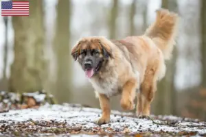 Lees meer over het artikel Leonberger fokkers en pups in de VS