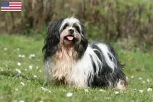 Lees meer over het artikel Lhasa Apso fokkers en puppy’s in de VS