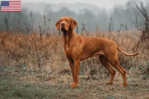 Lees meer over het artikel Magyar Vizsla fokkers en pups in de VS
